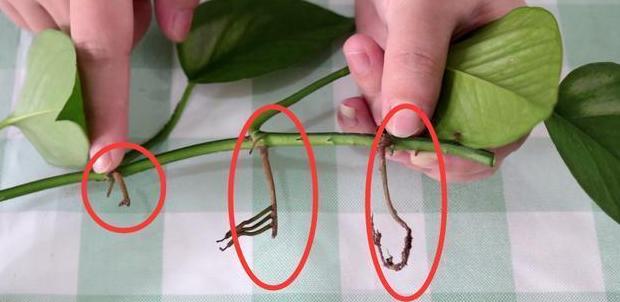 菩提叶柄生根及繁殖技巧全解析