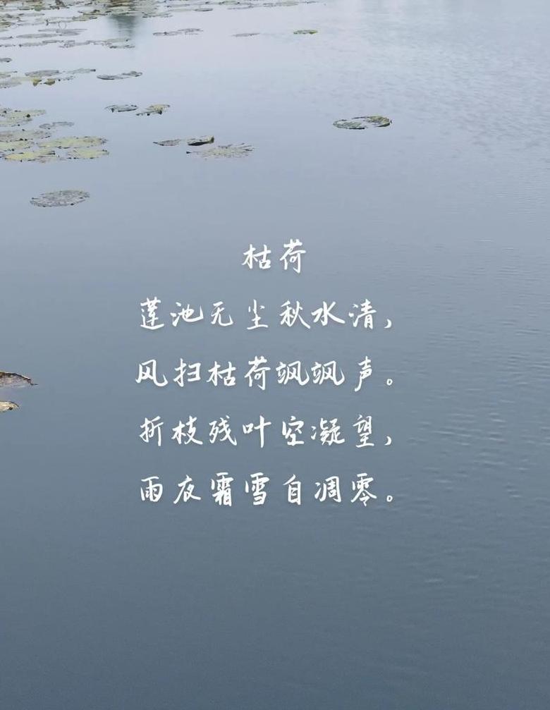 荷花凋零之美：诗意诗句赏析