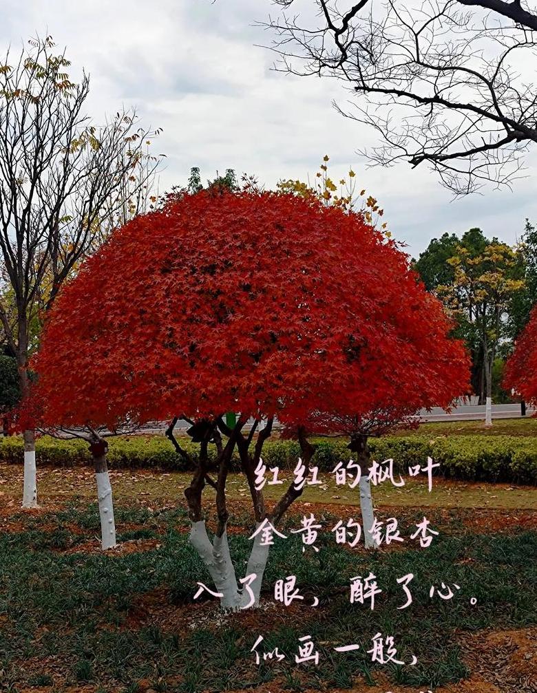 色彩斑斓的水果红，探寻xx红之美