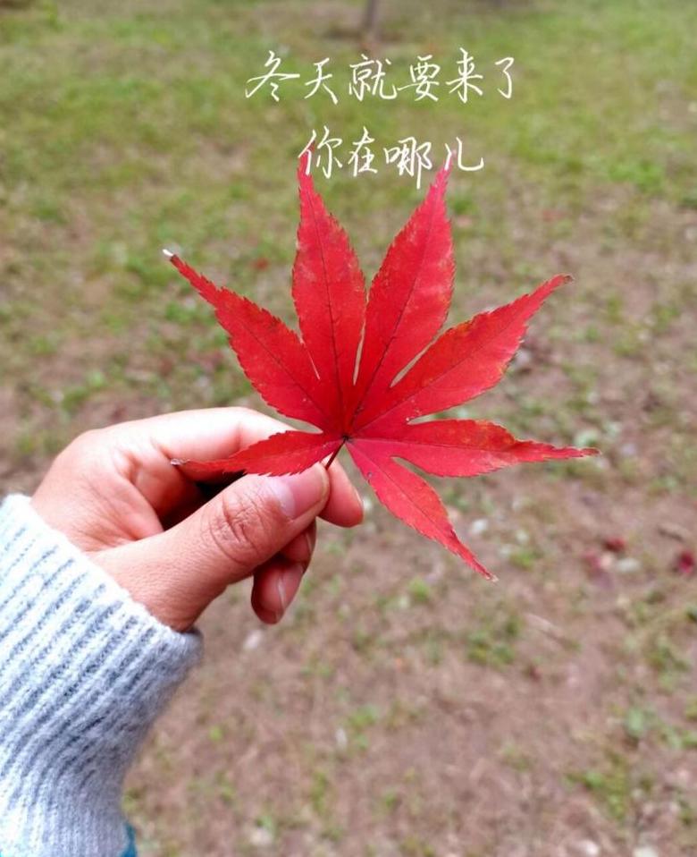 秋日红叶朋友圈文案精选