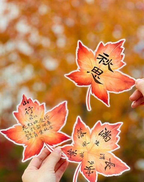 揭秘枫叶之美：探寻不同枫叶的别样风情