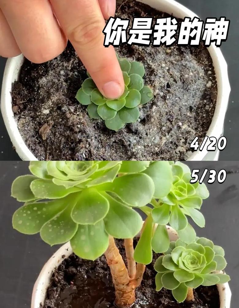 多肉植物叶片扦插全攻略