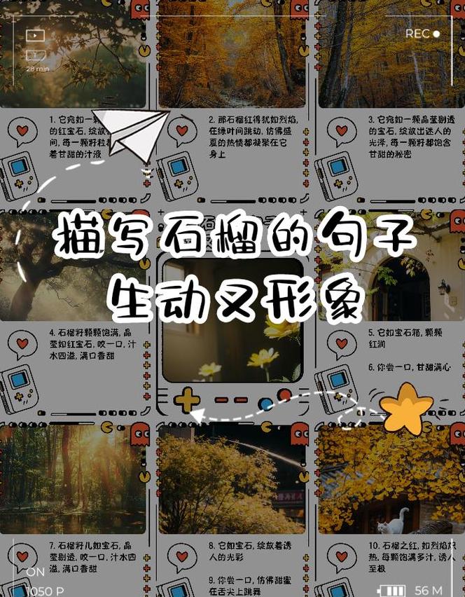 石榴之美：多味果实，红宝石般诱人