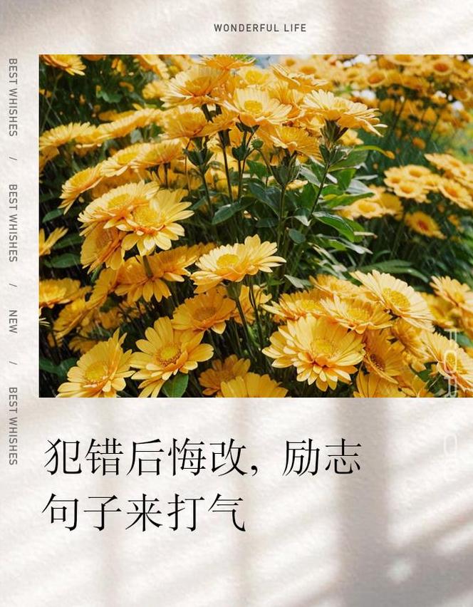 深度解析：那些让人后悔的句子，揭示内心遗憾真相