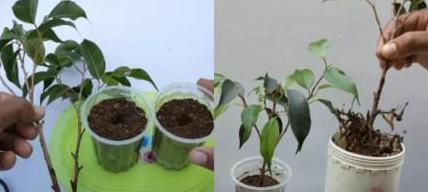 绣球花扦插教程：从枝条处理到生根养护全解析