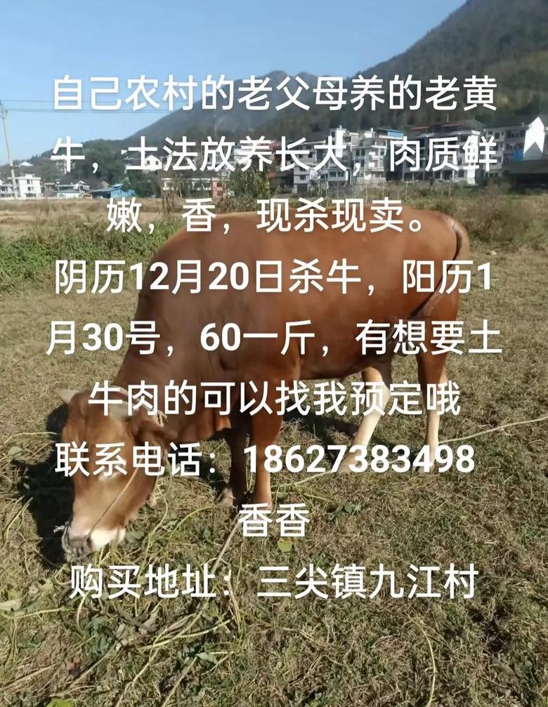 农村老黄牛歇后语解析：传承智慧与生活哲理