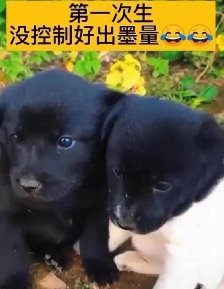 2024新生儿：羊儿好名字推荐，白字起名指南