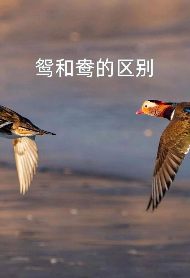 鸳鸯：雌雄鸟的辨别与象征意义